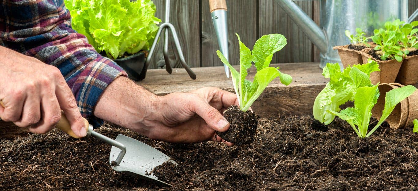 man planting seedlings in a garden