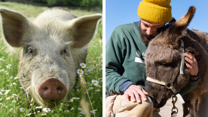 Farm Sanctuary 